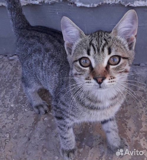 Красивые маленькие котята замерзают,мышеловы