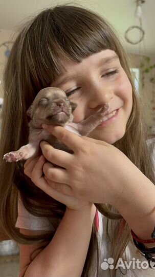 Щенки чихуахуа мини