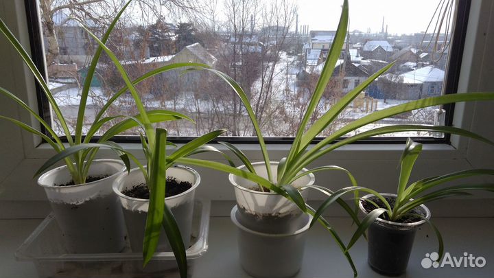 Хлорофитум