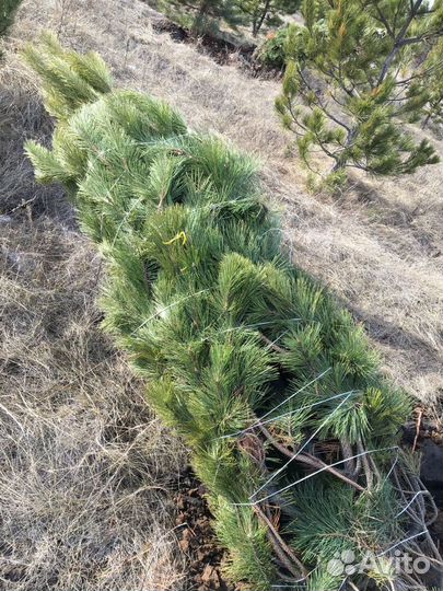 Сосна черная (Мытищи)