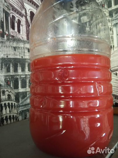 Винный гриб