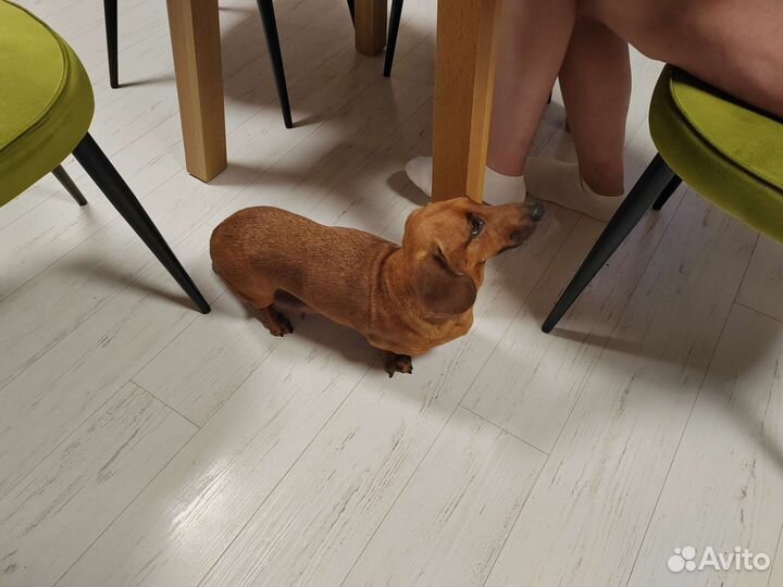 Маленькие собачки щенята