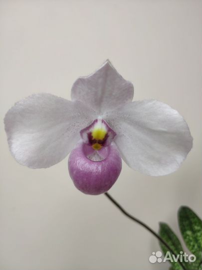 Орхидея пафиопедилум, цветет