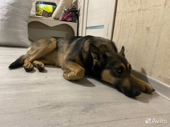 Я ищу свою семью