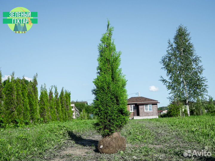 Туя колумна 1,6 м свежая копка 2023