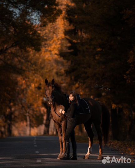 Фотосессии с лошадьми спб