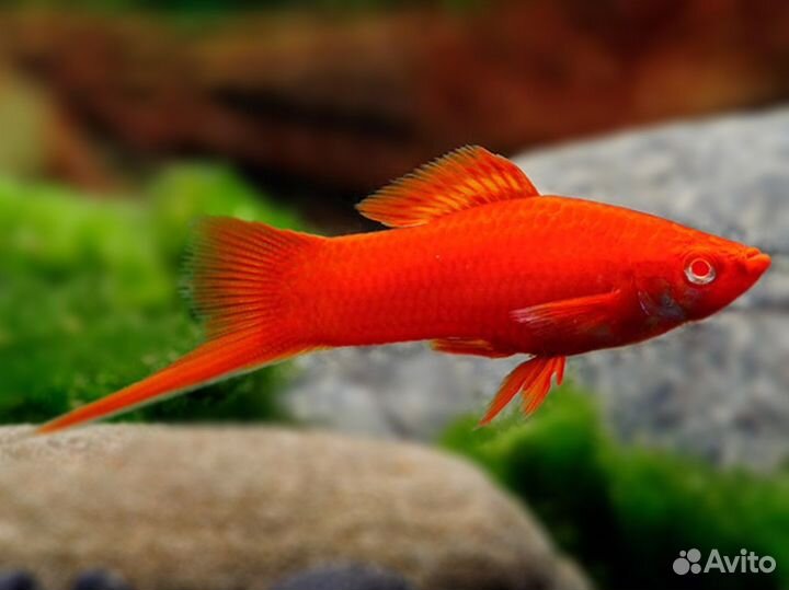 Меченосец. Живородки. Растения. Аквариум. Фильтр