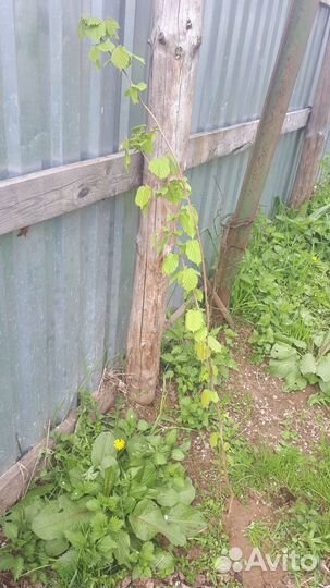 Крыжовник,орешник зел.(фундук)