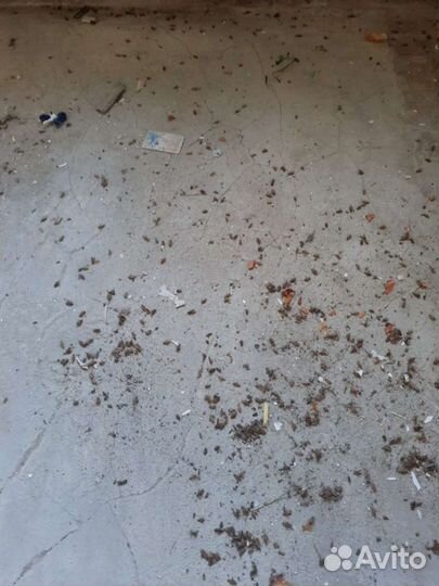 Дезинфекция от тараканов клапов