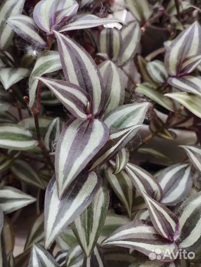 Традесканция зебрина