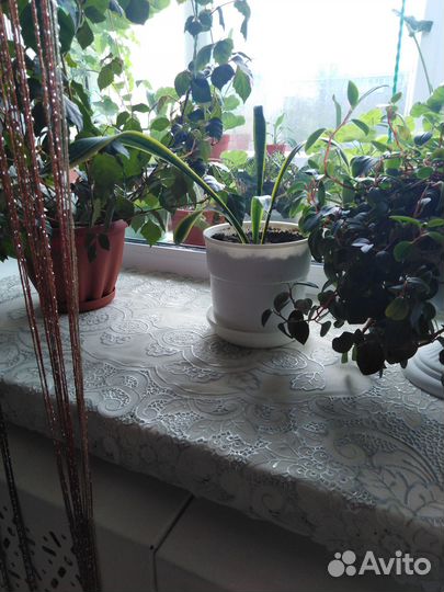 Щучий хвост