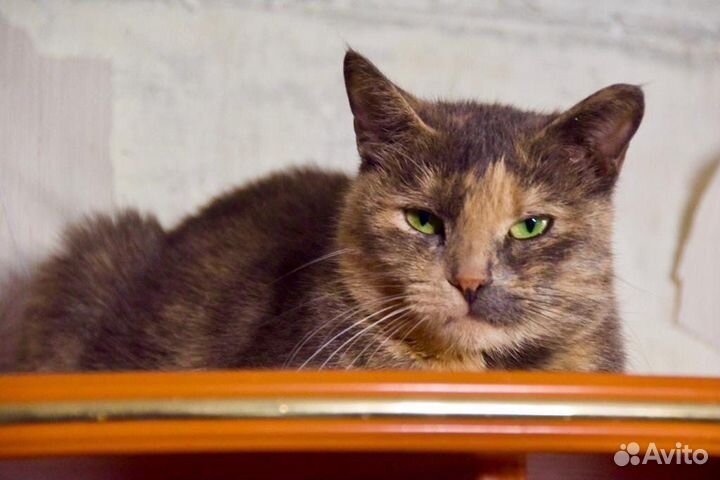 Дуняша - нежная кошечка