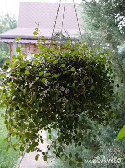 Мюленбекия спутанная