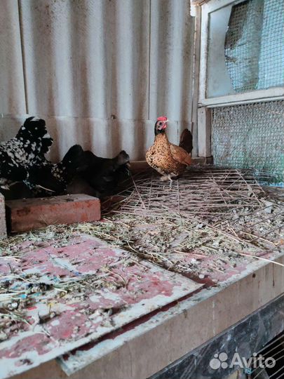 Карликовые курочки