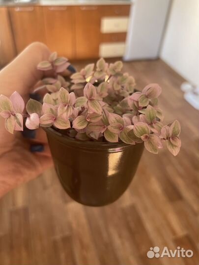 Коллизия розовая пантера