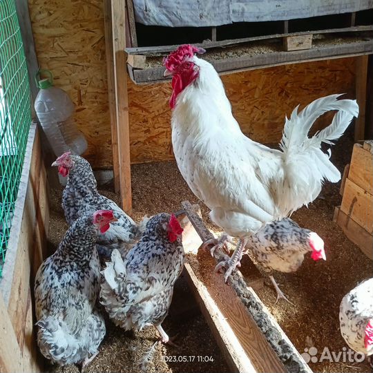 Инкубационное яйцо чёрно пестрый австролоп