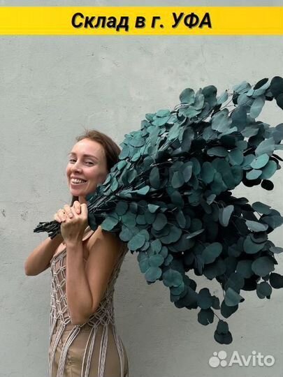 Сухоцветы Эвкалипт стабилизированный