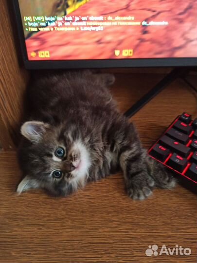 Отдам котенка в добрые руки