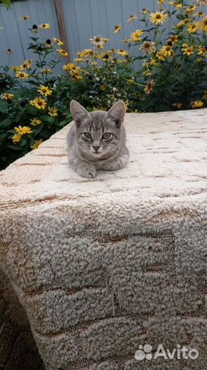 Отдам кошечку в добрые руки