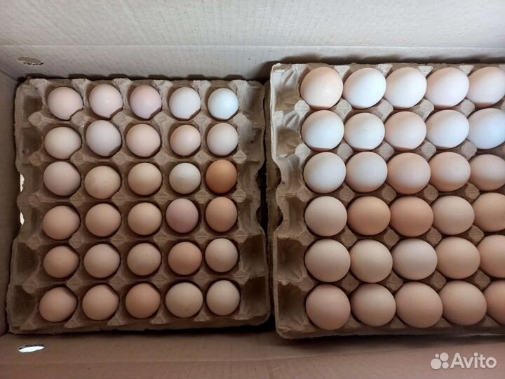 Кассеты для яиц оптом