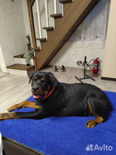 Вязка Ротвейлер