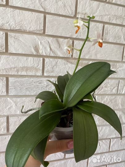 Орхидея Мини Марк