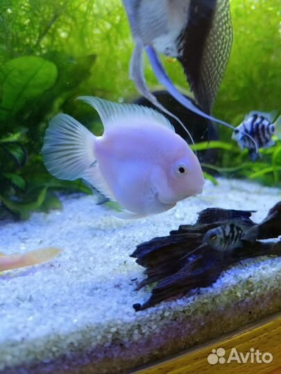 Аквариумные рыбки большие читайте описание