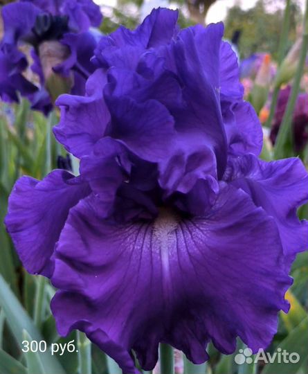 Ирисы