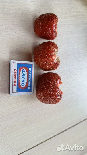 Кустики клубники/ усы клубники