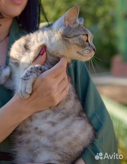 Кошечка метис шотландской
