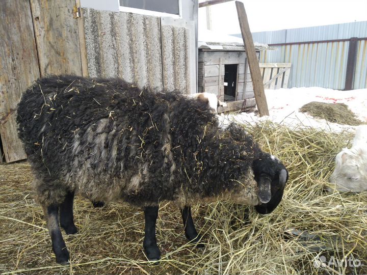 П/курдючные бараны
