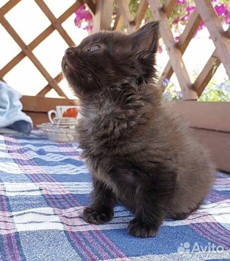 Котёнок девочка в добрые руки