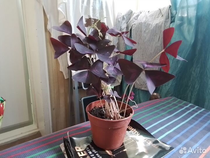 Кислица фиолетовая.Оксалис