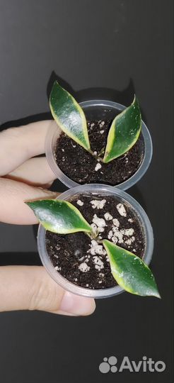 Хойя новинки