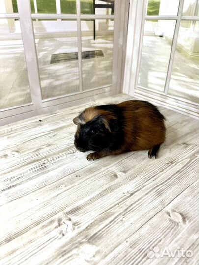Морские свинки породы крестед