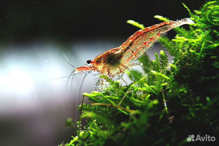 Креветки аквариумные