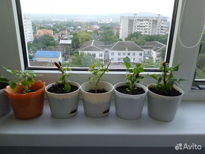 Перец комнатный острый 