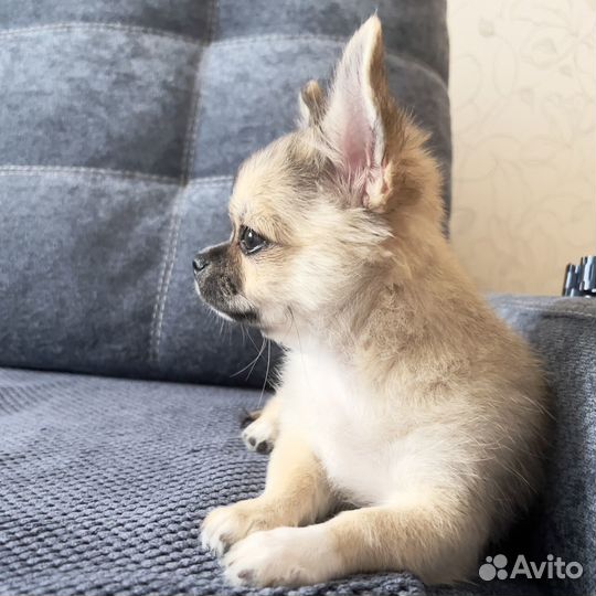 Щенки чихуахуа. мальчик