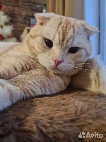 Кот на вязку