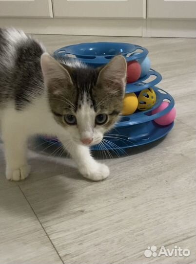 Котёнок ищет дом