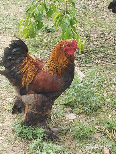 Петух брама