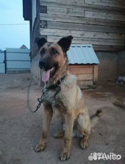 Щенки бесплатно