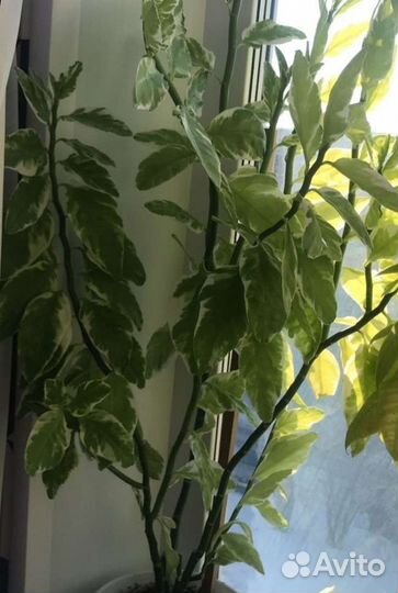 Черенки педилантуса с корешками