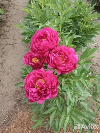 Пионы коллекционные