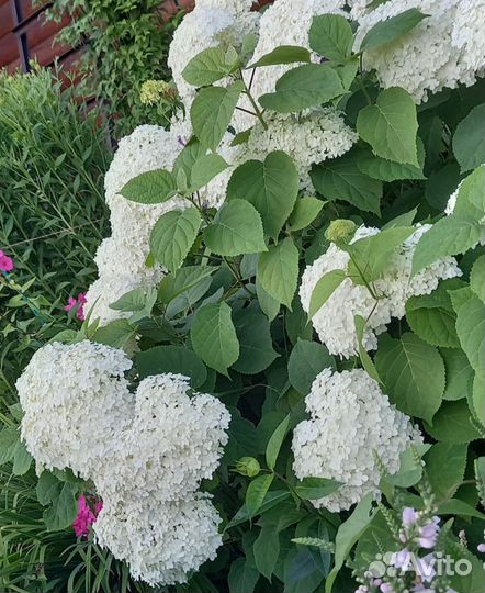 Гортензия древовидная(белая) отростки