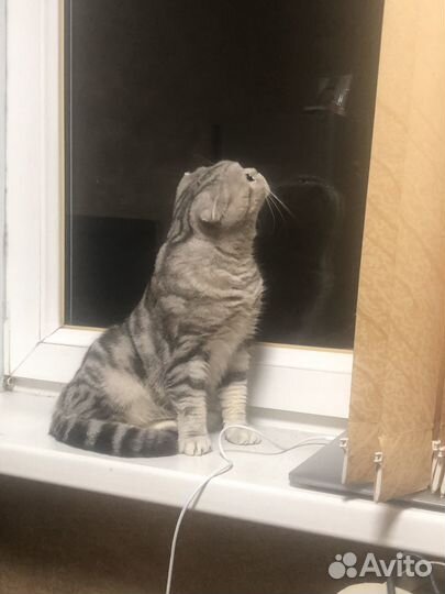 Домашняя передержка животных