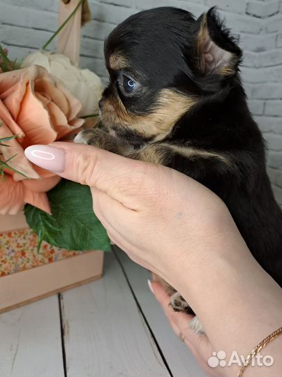 Чихуахуа мини девочка