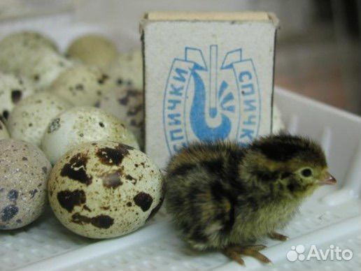 Инкубационное яйцо перепелов