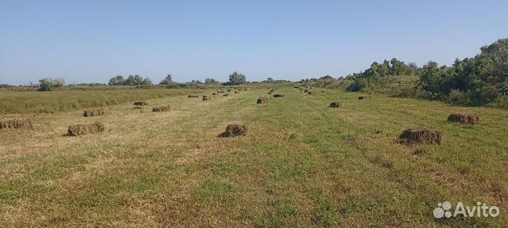 Сена люцерна