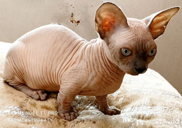 Канадский сфинкс бамбино девочка
